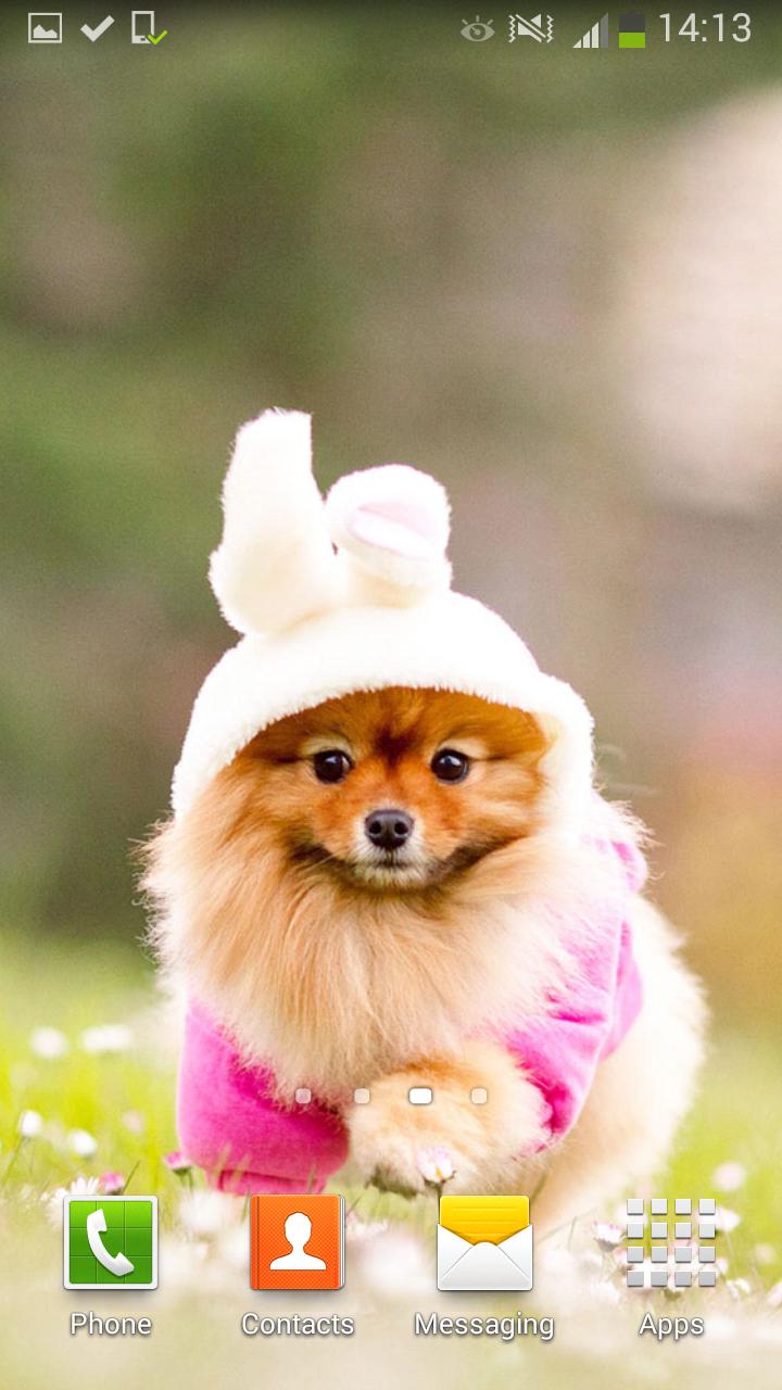 Android 用の かわいい犬 ライブ壁紙 Apk をダウンロード Android 用の かわいい犬 ライブ壁紙 Apk をダウンロード