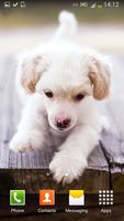 Cute Dogs Live Wallpaper ภาพหน้าจอ 3