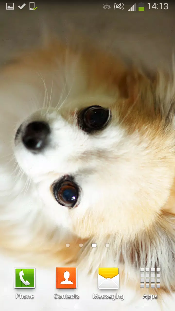 Android向けのかわいい犬 ライブ壁紙 Apkをダウンロードしましょう Android向けのかわいい犬 ライブ壁紙 Apkをダウンロードしましょう