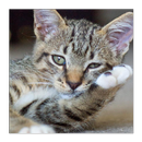 Kittens APK