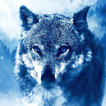 ”Ice Wolf Live Wallpaper
