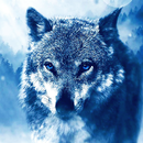 Fond d'Écran Loup Blanc APK