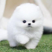 Pomeranian Cute Dog Wallpaper