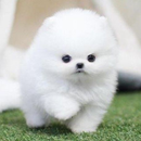 Pomeranian Cute Dog Wallpaper APK