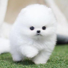 Pomeranian Cute Dog Wallpaper-icoon