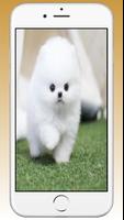 Pomeranian Cute Dog Wallpaper Affiche