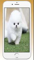 Pomeranian Cute Dog Wallpaper Cartaz