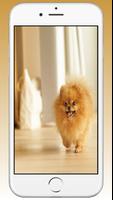 Pomeranian Cute Dog Wallpaper imagem de tela 1