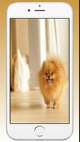 Pomeranian Cute Dog Wallpaper screenshot 1