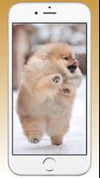 Pomeranian Cute Dog Wallpaper imagem de tela 2