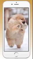 Pomeranian Cute Dog Wallpaper screenshot 2