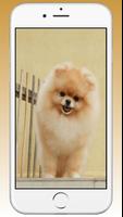 Pomeranian Cute Dog Wallpaper imagem de tela 3