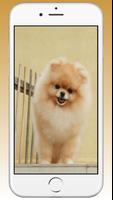 Pomeranian Cute Dog Wallpaper Screenshot 3