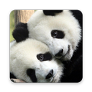 Cute Panda Wallpaper APK
