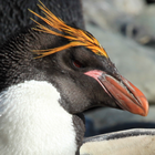 Cute Pingwina LWP ikona