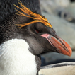 Lwp प्यारा पेंगुइन