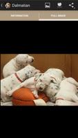 Cachorros captura de pantalla 3