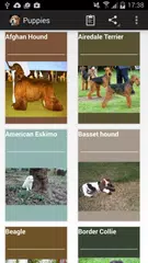 Puppies APK download