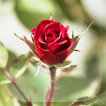 Roses Fond d'écran Animé