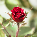 Roses Live Wallpaper