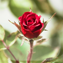 Roses Fond d'écran Animé APK
