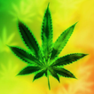 Weed Live Wallpaper