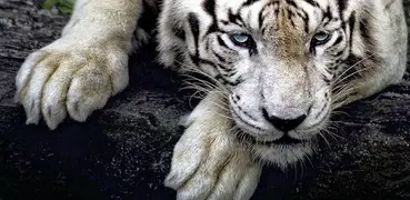 White Tiger Live Wallpaper