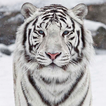 Tigre Blanc Fond d'écran Animé