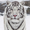 Tigre Branco Papel de Parede