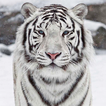 White Tiger Live Wallpaper