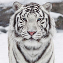 White Tiger Live Wallpaper APK