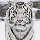 Biały Tygrys Animowane Tapety ikona