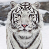 Tigre Blanc Fond d'écran Animé icône