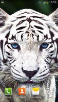 Tigre Blanc Fond d'écran Animé Affiche
