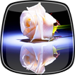 Biała Róża Animowane Tapety