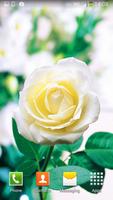 1 Schermata Rosa Bianca Sfondi Animati