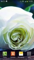 2 Schermata Rosa Bianca Sfondi Animati