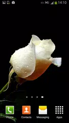 Скачать Белая Роза Живые Обои APK