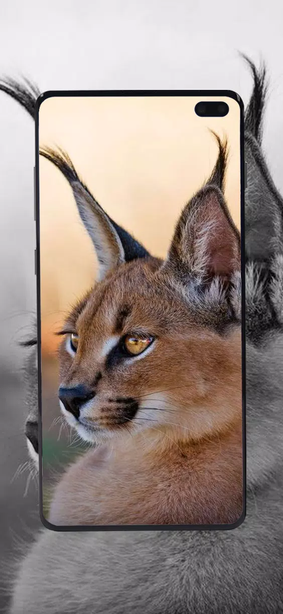 Descarga de APK de Fondos de animales lindos y de neón para Android Descarga de APK de Fondos de animales lindos y de neón para Android