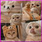 Cute Cat Wallpaper আইকন