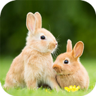 Cute Animal Wallpaper आइकन