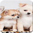 cute animals wallpaper آئیکن