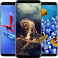 Cool Animals Wallpapers