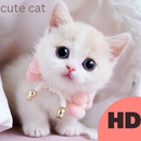 Cute Cat Wallpaper APK