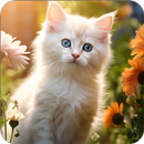 Cute Cat Wallpapers HD Offline APK