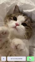 Cute Cat Wallpaper ภาพหน้าจอ 1