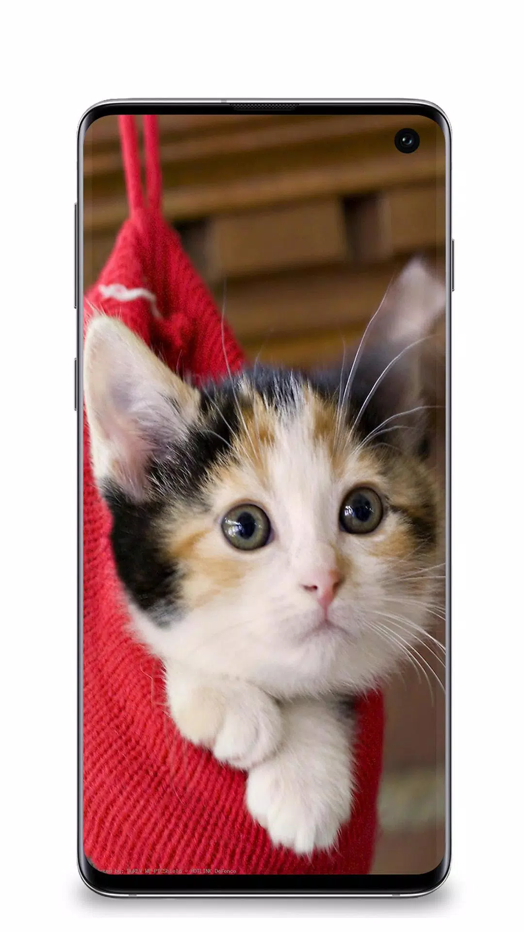 Cute cat wallpapers HD APK for Android Download Cute cat wallpapers HD APK for Android Download