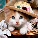 Cute cat wallpaper 2021 APK