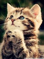 Cute cat wallpaper 2021 ảnh chụp màn hình 3