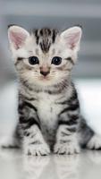 Cute cat wallpaper 2021 ảnh chụp màn hình 2